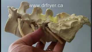 Spinal Model with popping joint sounds  Dr Jerome Fryer [upl. by Netsoj828]