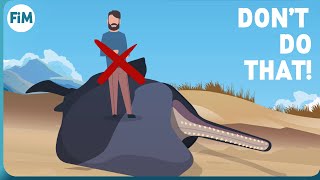 Why dead Whales are so dangerous [upl. by Enelak]