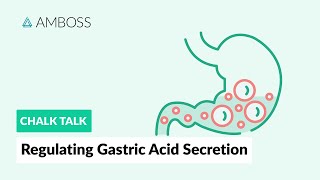 Regulating Gastric Acid Secretion Acetylcholine Gastrin and Histamine [upl. by Lleznov]