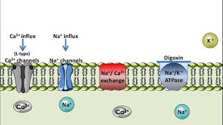 Digoxin  Mechanism of Action [upl. by Carilyn]