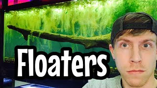 Easy Floating Plants for Beginners Long Roots [upl. by Leahciam996]