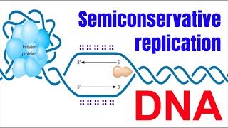 Semiconservative replication of DNA Animation [upl. by Shiff560]