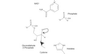 CHEM 407  Glycolysis  6  Glyceraldehyde3phosphate Dehydrogenase GAPDH [upl. by Rayham493]