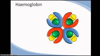 Structure and function of haemoglobin cooperativity [upl. by Gessner290]