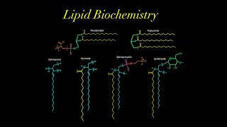 Lipid Biochemistry EVERYTHING YOU NEED TO KNOW MCAT glycerol phospholipid sphingosine ceramide [upl. by Ryan485]