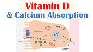 Vitamin D and Calcium Absorption  Biochemistry Lesson [upl. by Cchaddie109]