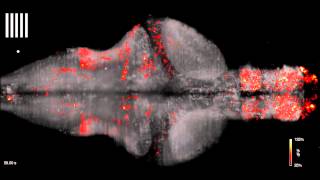 Zebrafish Brain [upl. by Nace]