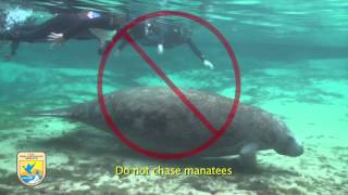 Crystal River Refuges quotManatee Mannersquot for Swimmers [upl. by Nomed]