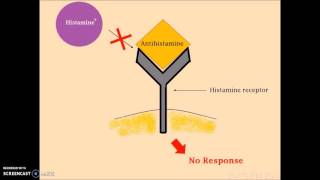 Histamine Part 2  Mechanism of Action of Histamine [upl. by Sheila]