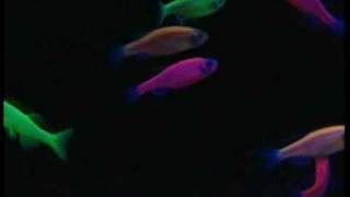 GloFish® Fluorescent Fish Video BlueActinic Light [upl. by Keemahs]