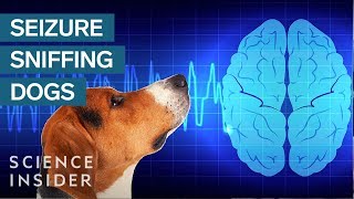 How Dogs Sniff Out Seizures [upl. by Anaul]