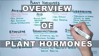 Plant Hormones  Types and Functions [upl. by Lorenzo782]