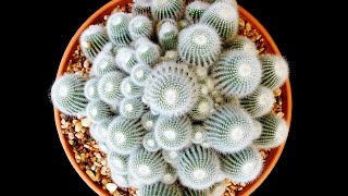 How to PROPAGATE CACTUS from CUTTINGS  PLANT CARE [upl. by Aihseken]