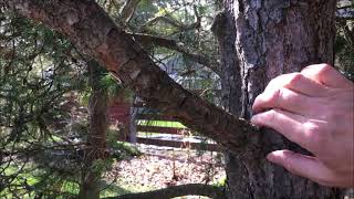 How to Trim Pine Trees [upl. by Anerul]