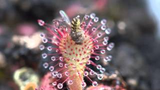 Sundew Carnivorous Plant Eating Fly 4K Timelapse [upl. by Digirb]