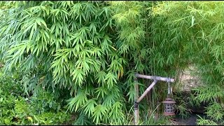 How To Grow A Bamboo Hedge [upl. by Etyam415]