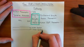 The RAS  RAF  MEK  ERK Pathway Part 1 [upl. by Lrad639]