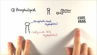 AS Biology  Phospholipids OCR A Chapter 35 [upl. by Ulick]