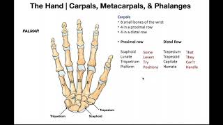 Bones and Joints of the Hand [upl. by Troth]