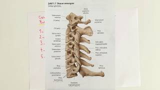 ANATOMİ15KONUColumna Vertebralis [upl. by Agem468]