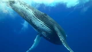 Humpback whales of the South West Pacific in 4K [upl. by Tracie537]