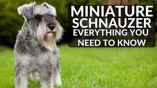 MINIATURE SCHNAUZER 101  Everything You Need To Know About Owning A Schnauzer Puppy [upl. by Aneer]