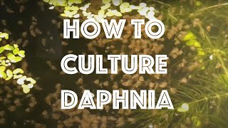 How To Culture Daphnia Magna [upl. by Norrehc]