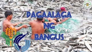 Milkfish farming in the Philippines  bangus farming in the Philippines  Happy Farmer  BFAR [upl. by Ludvig227]