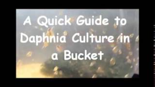 How to culture daphnia outside [upl. by Rickie500]