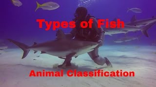 Types of FishAnimal Classification [upl. by Germain]