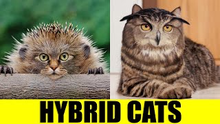 HYBRID CATS  Animals That Dont Exist [upl. by Petracca277]