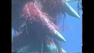 Sperm Whale Rescue [upl. by April]