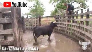 EL TORO BRAVO en la dehesa Labores de campo [upl. by Ahsircal]