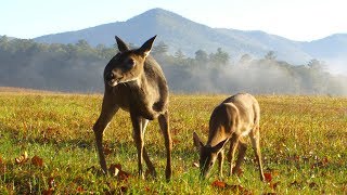 Whitetail deer blowing sound amp running away [upl. by Atrebla]