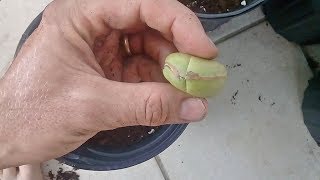 Planting Kola Nuts [upl. by Nadine587]