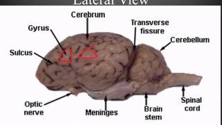 Sheep Brain Dissection Guide [upl. by Leirraj]