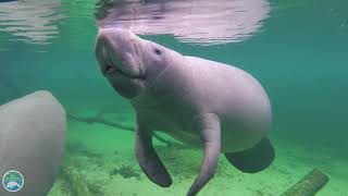 What is a manatee [upl. by Gerek500]