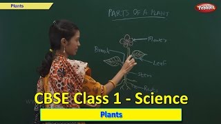 Plants  Class 1 CBSE Science  Science Syllabus Live Videos  Video Training [upl. by Hecklau]