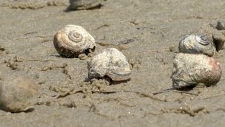 Mudflat Biodiversity [upl. by Zarger]