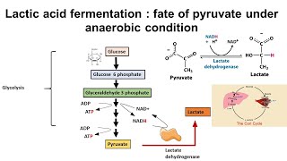 Lactic acid fermentation  fate of pyruvate under anaerobic condition [upl. by Kosaka780]