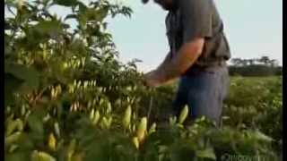 How Its Made Tabasco Hot Sauce Discovery Channel [upl. by Snow]