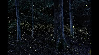 Photuris  Synchronous Fireflies of Congaree National Park [upl. by Leirraj]