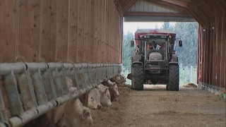 Élevage industriel vs élevage bio  le paradoxe de lagriculture en France [upl. by Hardwick]