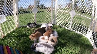 11 Baby Bunnies Playing Outside [upl. by Deenya]