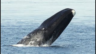 Facts The Bowhead Whale [upl. by Ahsinnek]