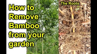 How to Remove Bamboo from your Garden  the natural way [upl. by Nnanaej606]