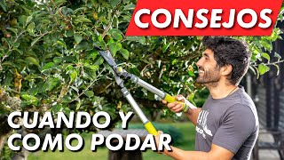 Como y cuando podar nuestros árboles plantas y arbustos ✂🌳 [upl. by Yroggerg]