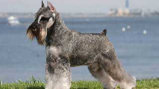 Standard Schnauzer  midsize dog breed [upl. by Yerkovich]