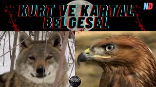 Kurt Belgeseli Kartal Belgeseli gri kurt kaya kartalı belgesel türkçe dublaj hayvan belgeseli 2021 [upl. by Jonah927]