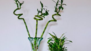 TRIMMING LUCKY BAMBOO  JOY US GARDEN [upl. by Yecniuq682]